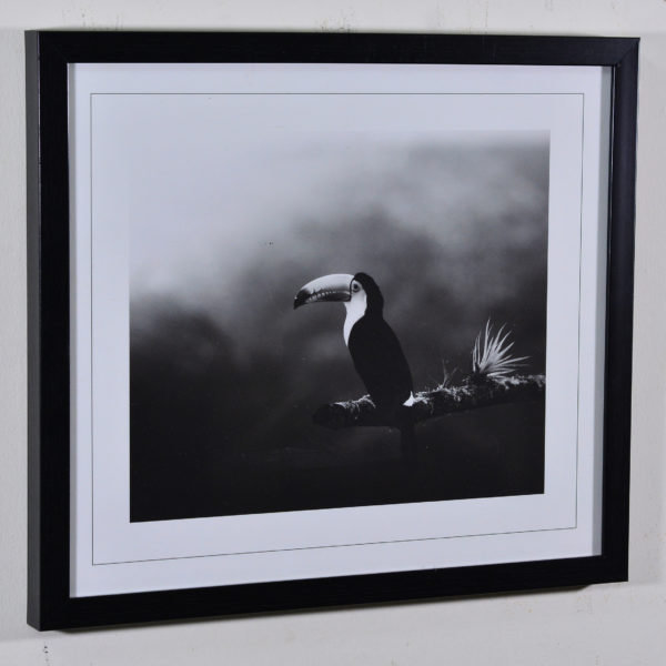 Bird in Black Box Frame-16x14 inches