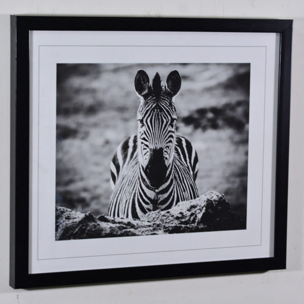 Zebra in Black Box Frame-16x14 inches