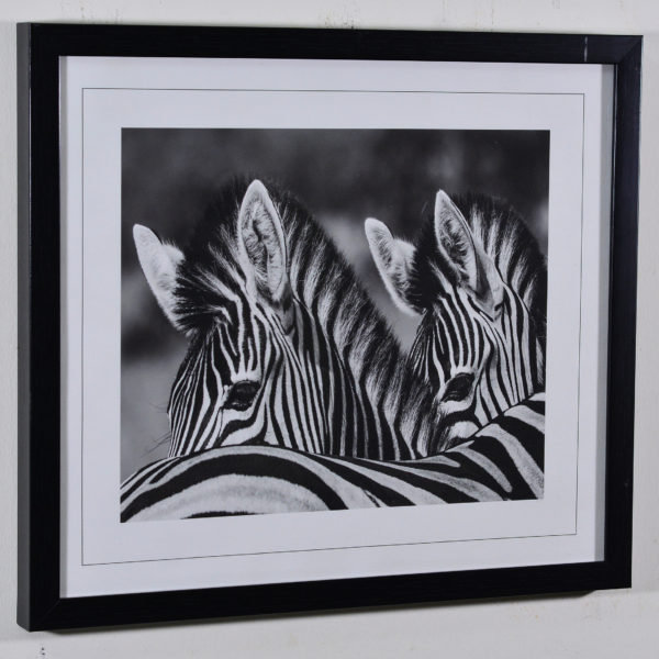 Zebras in Black Box Frame-16x14 inches