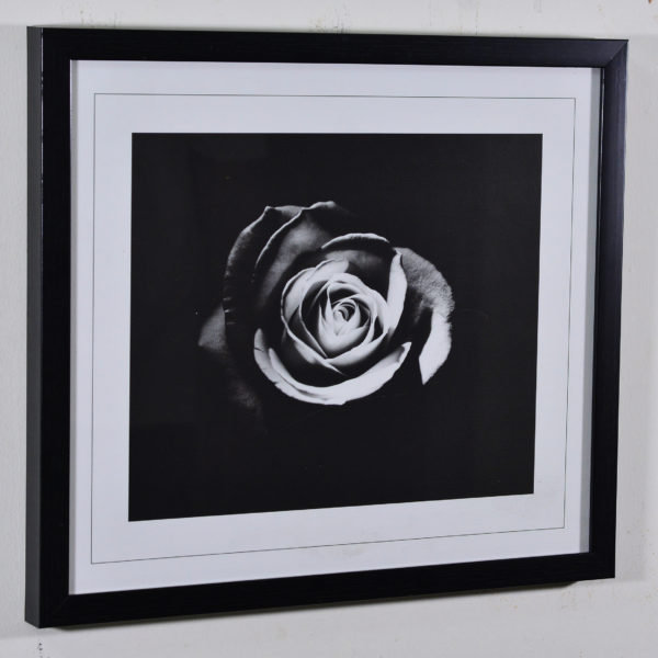 Rose in Black Box Frame-16x14 inches