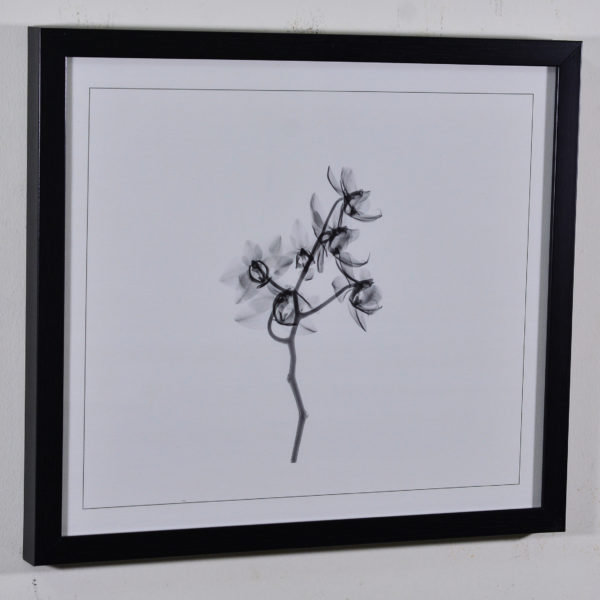 Twig in Black Box Frame-16x14 inches