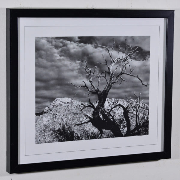 Tree in the River in Black Box Frame-16x14 inches