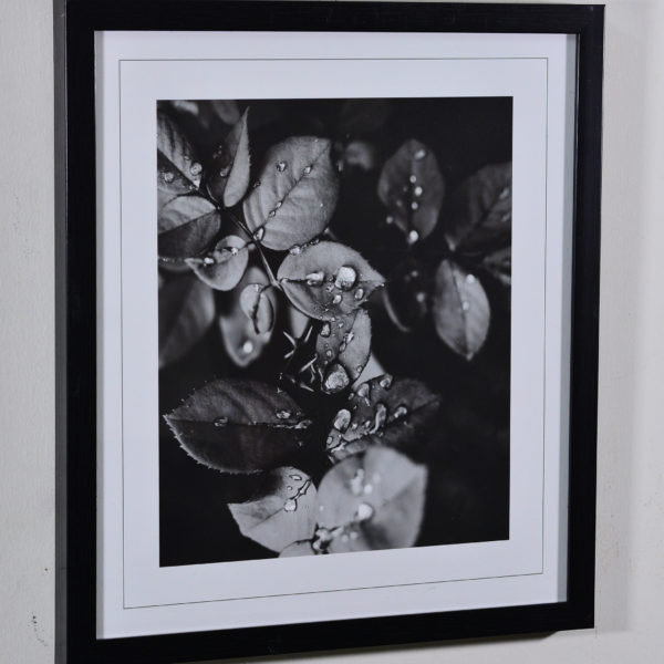 Dew Drops on Leaves in Black Box Frame-16x14 inches