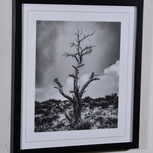 Tree in Mountains in Black Box Frame-16x14 inches