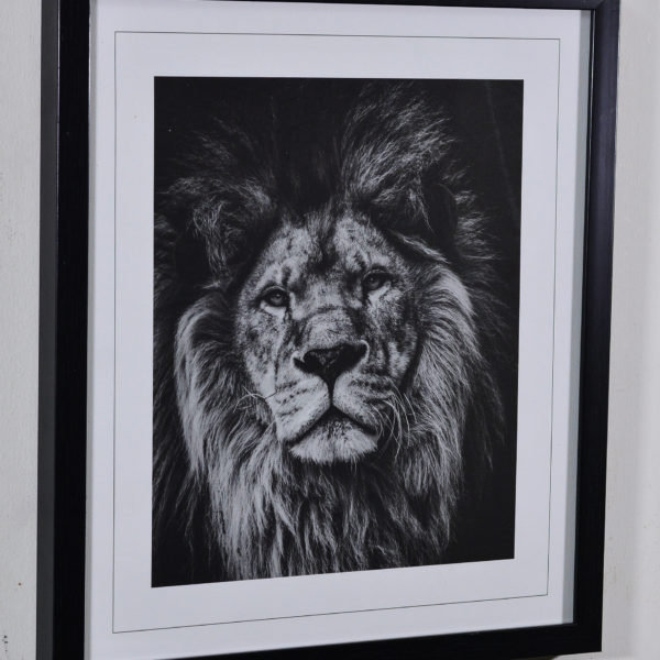 Lion in Black Box Frame-16x14 inches