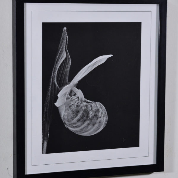Bud in Black Box Frame-16x14 inches