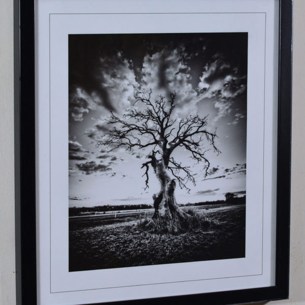 Trees in Black Box Frame-16x14 inches